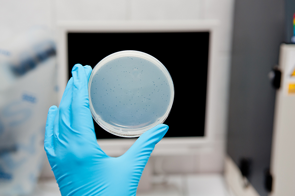 Coliphages_nonpathogenic