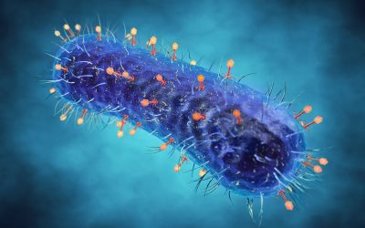 Want to know more about coliphages?