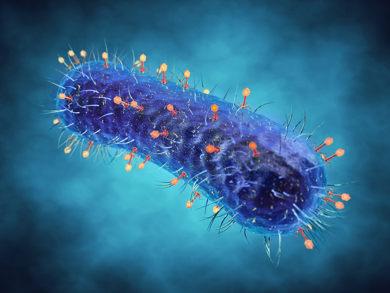 WEB_Bacteria_Coliphages_Bluephage Bacteria_Coliphages_Bluephage
