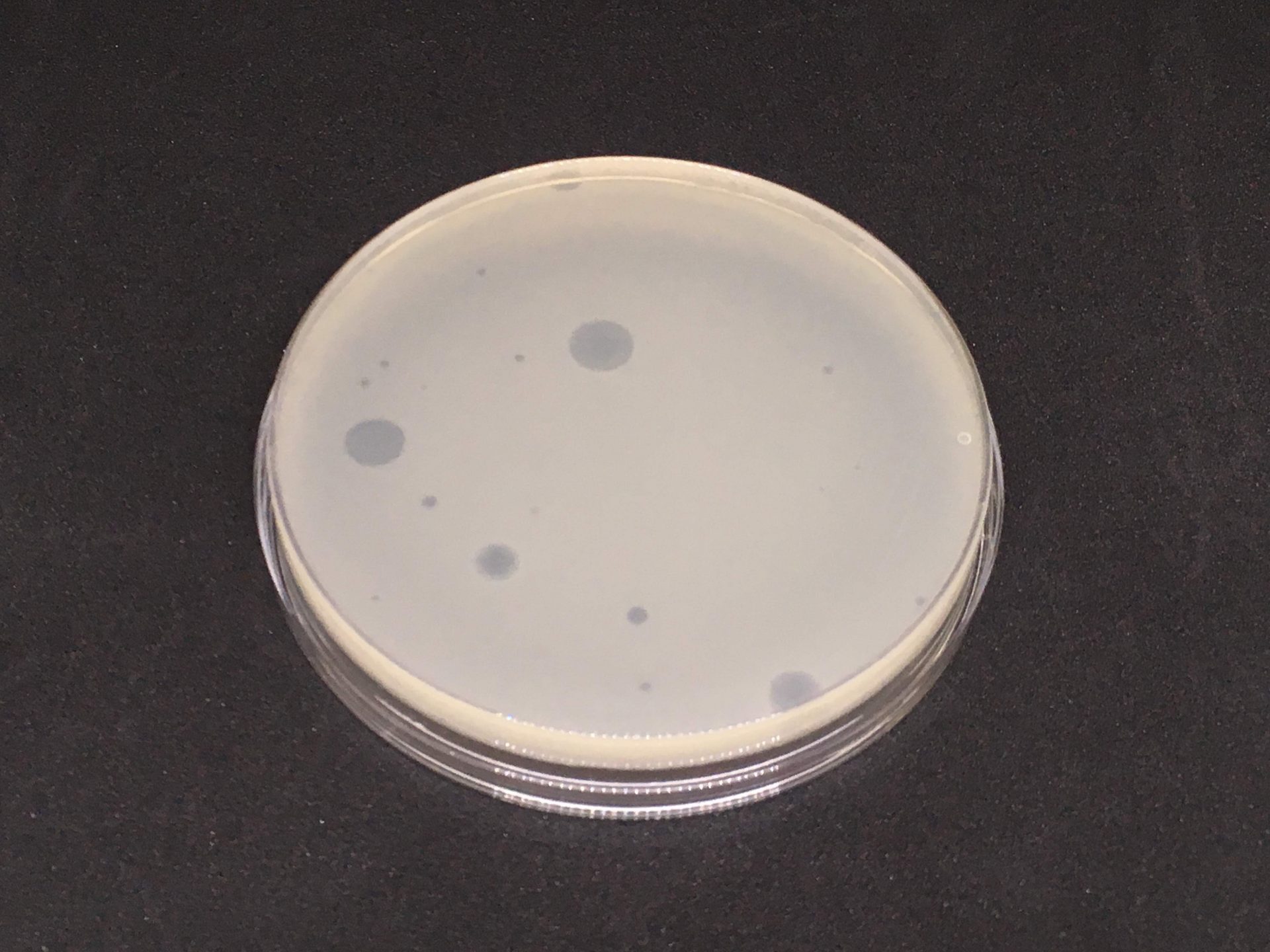 CB390PH Culture_Method_Bluephage