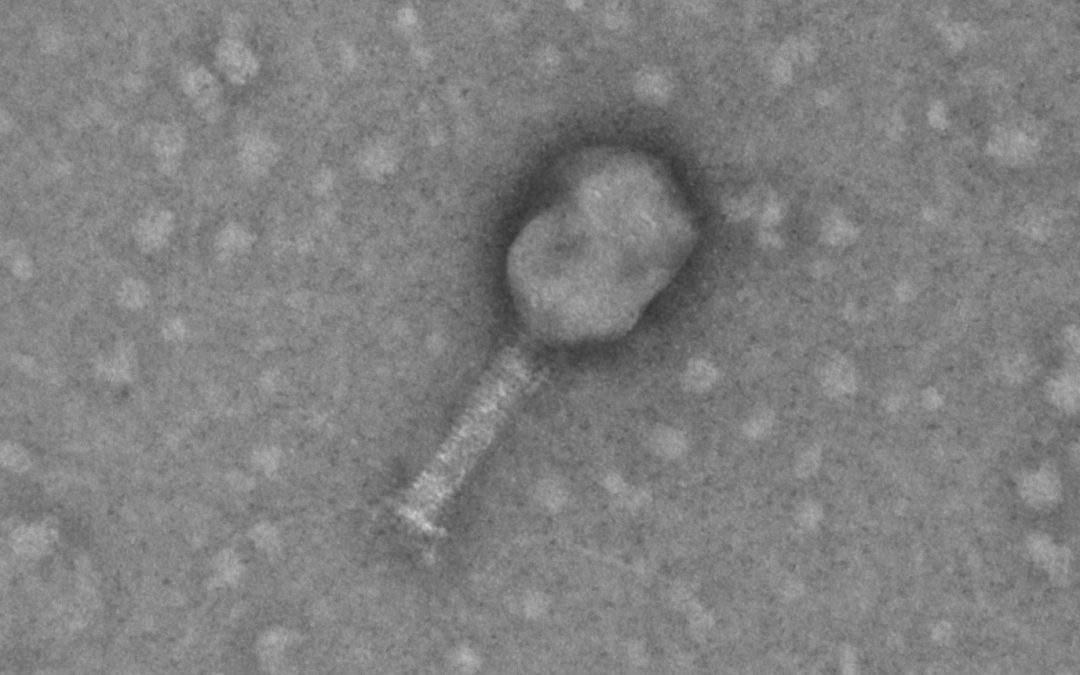 Families and characteristics of bacteriophages, the indicator microorganisms of feacal and viral water contamination.