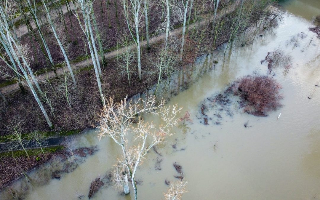 Abiotic factors that can inactivate coliphages in surface waters and sediments