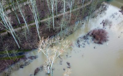 Abiotic factors that can inactivate coliphages in surface waters and sediments