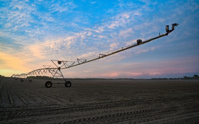 The Vital Connection: Safe Water as the Cornerstone of Food Safety